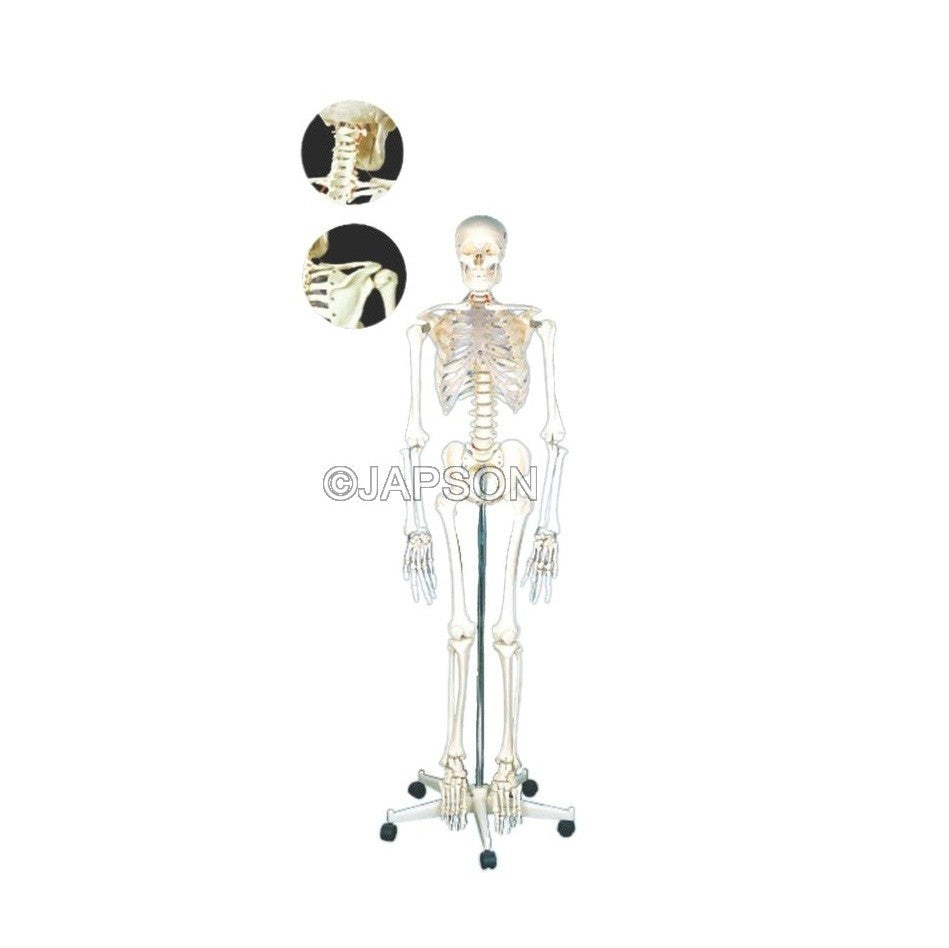 Human Skeleton Model, PVC, Life Size Human Skeleton Model, PVC, Life Size